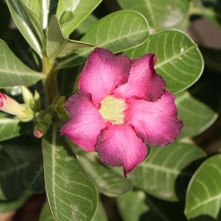 Pousada Gauleses Praia do Rosa Zewnętrze zdjęcie
