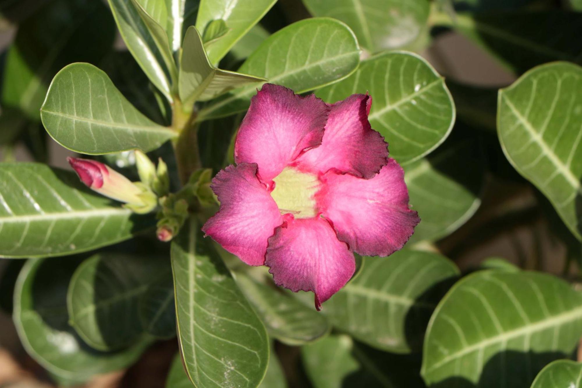 Pousada Gauleses Praia do Rosa Zewnętrze zdjęcie